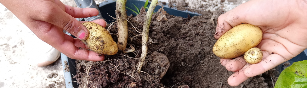 Projet jardinage : les récoltes